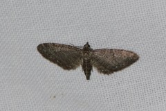 Eupithecia virgaureata