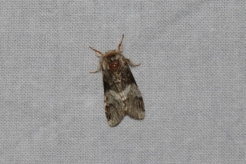 Marbled Brown, Ede, Nederland, photo 7 of 10