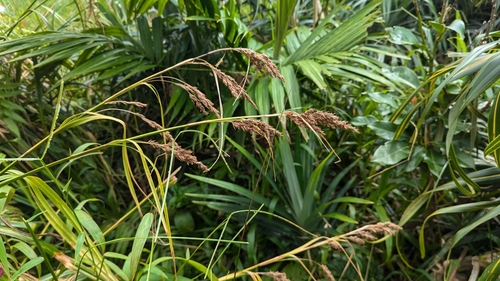 Carex rafflesiana observed 2024-08-08