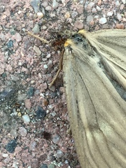 Phryganidia californica