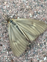 Phryganidia californica