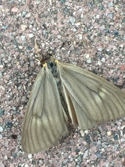 Phryganidia californica