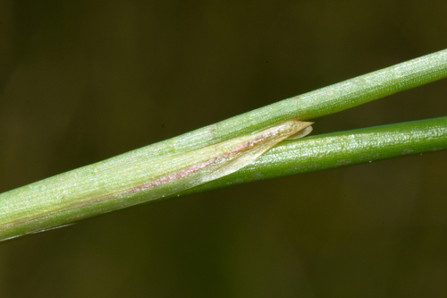 Image of Juncus nevadensis by (c) Gabriel Campbell-Martinez, some rights reserved (CC BY)