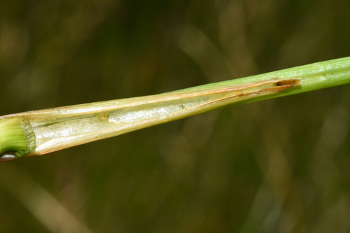 Image of Juncus nevadensis by (c) Gabriel Campbell-Martinez, some rights reserved (CC BY)
