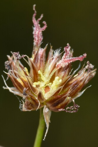Image of Juncus nevadensis by (c) Gabriel Campbell-Martinez, some rights reserved (CC BY)
