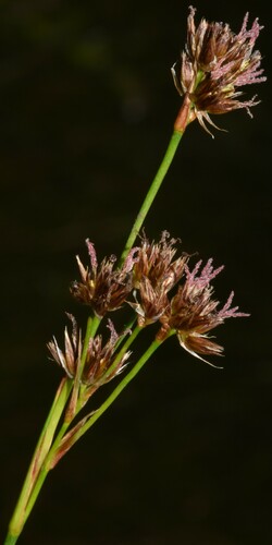 Image of Juncus nevadensis by (c) Gabriel Campbell-Martinez, some rights reserved (CC BY)