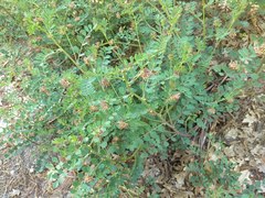 Hosackia crassifolia crassifolia