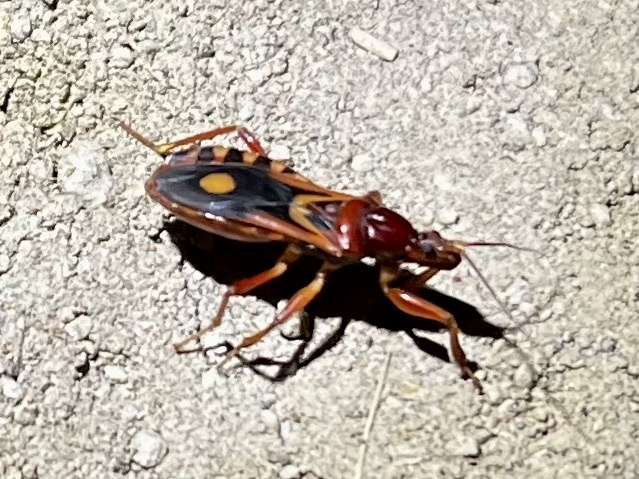 Western Corsair Bug