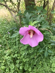 Hibiscus syriacus