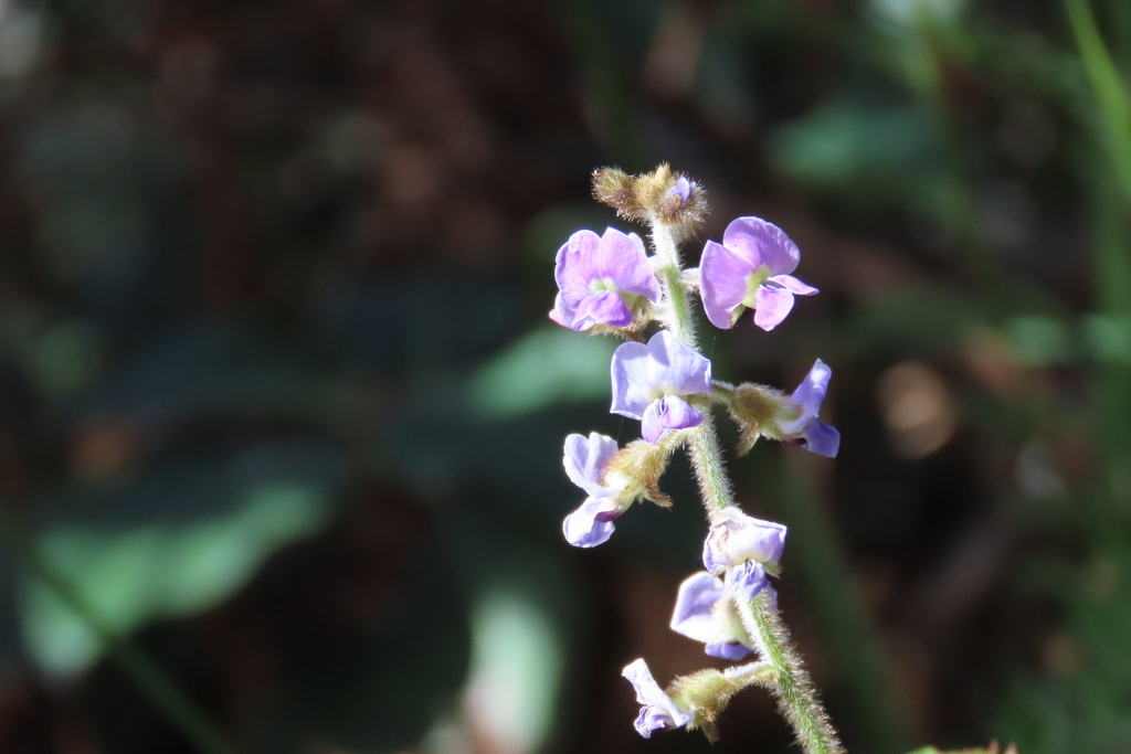 silvery soybean