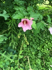 Hibiscus syriacus