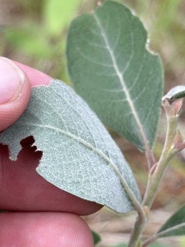 Image of Salix scouleriana by no rights reserved
