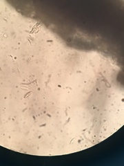 Leccinum rotundifoliae