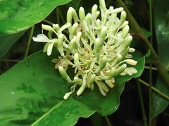 Alpinia galanga