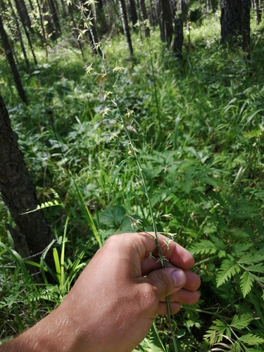 Anticlea sibirica iNat (3)