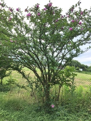 Hibiscus syriacus