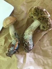 Leccinum rotundifoliae