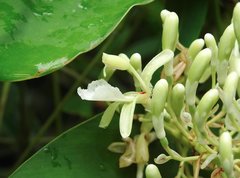 Alpinia galanga
