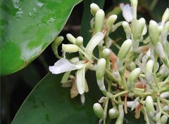 Alpinia galanga