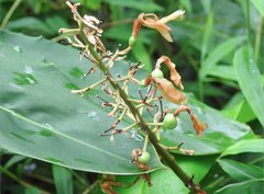 Alpinia galanga
