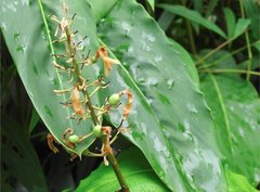 Alpinia galanga