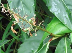 Alpinia galanga