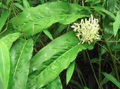 Alpinia galanga
