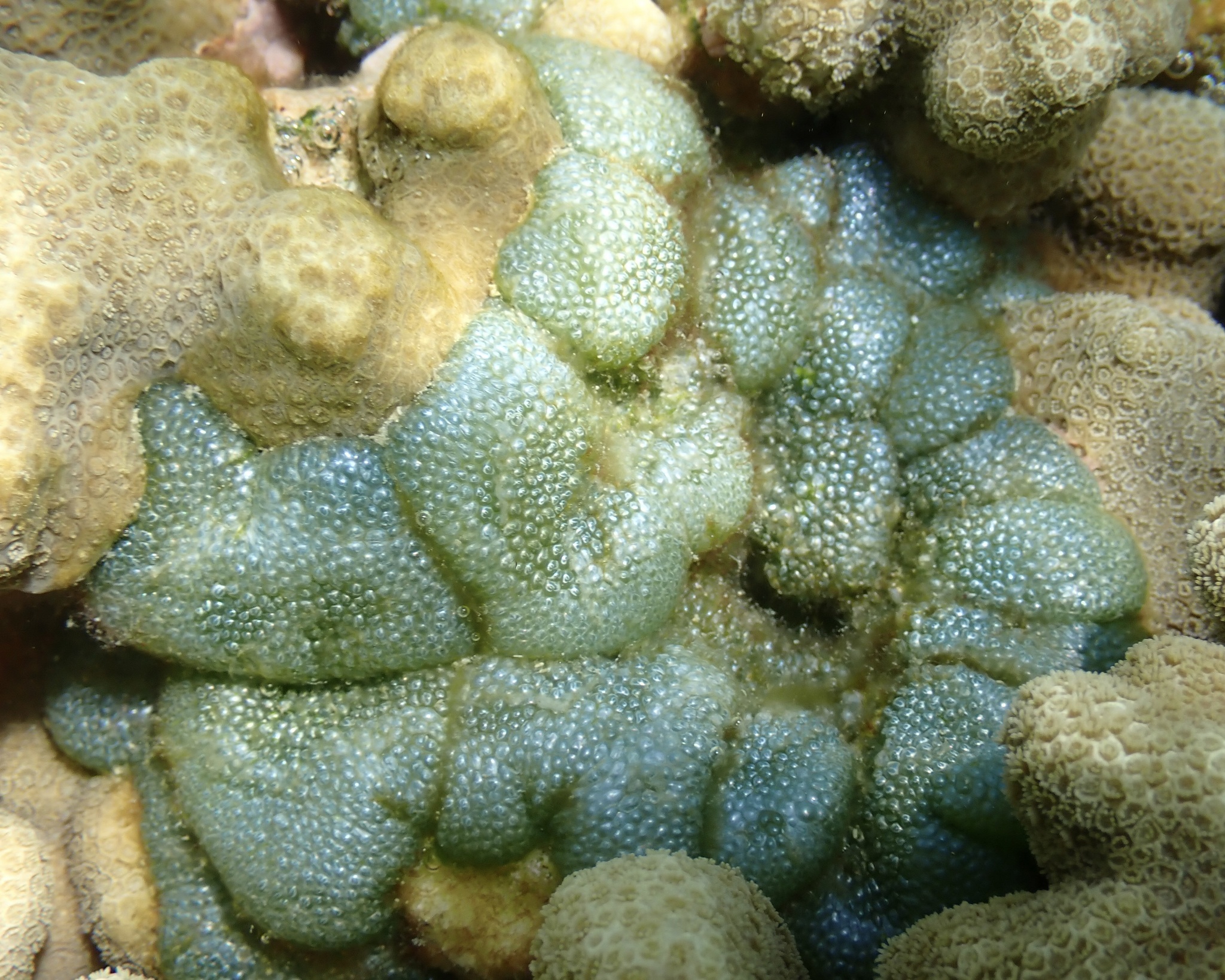 Dictyosphaeria versluysii