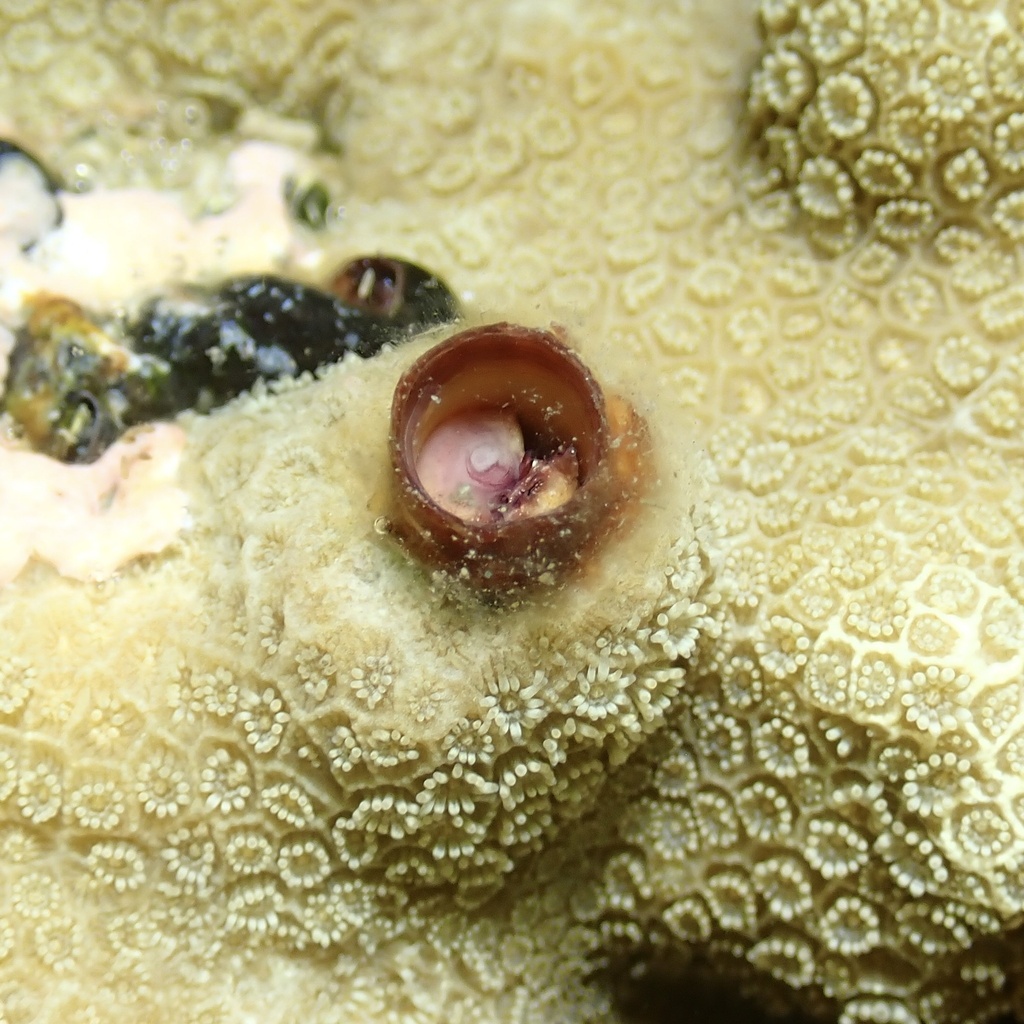 Petaloconchus keenae