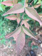 Nandina domestica