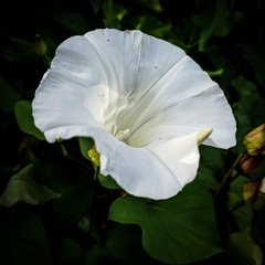 Calystegia sepium sepium