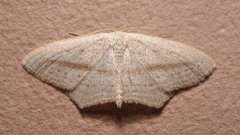 Scopula emutaria