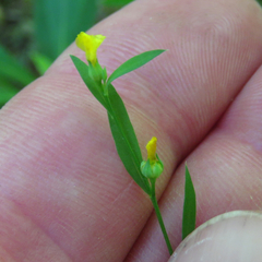 Linum virginianum