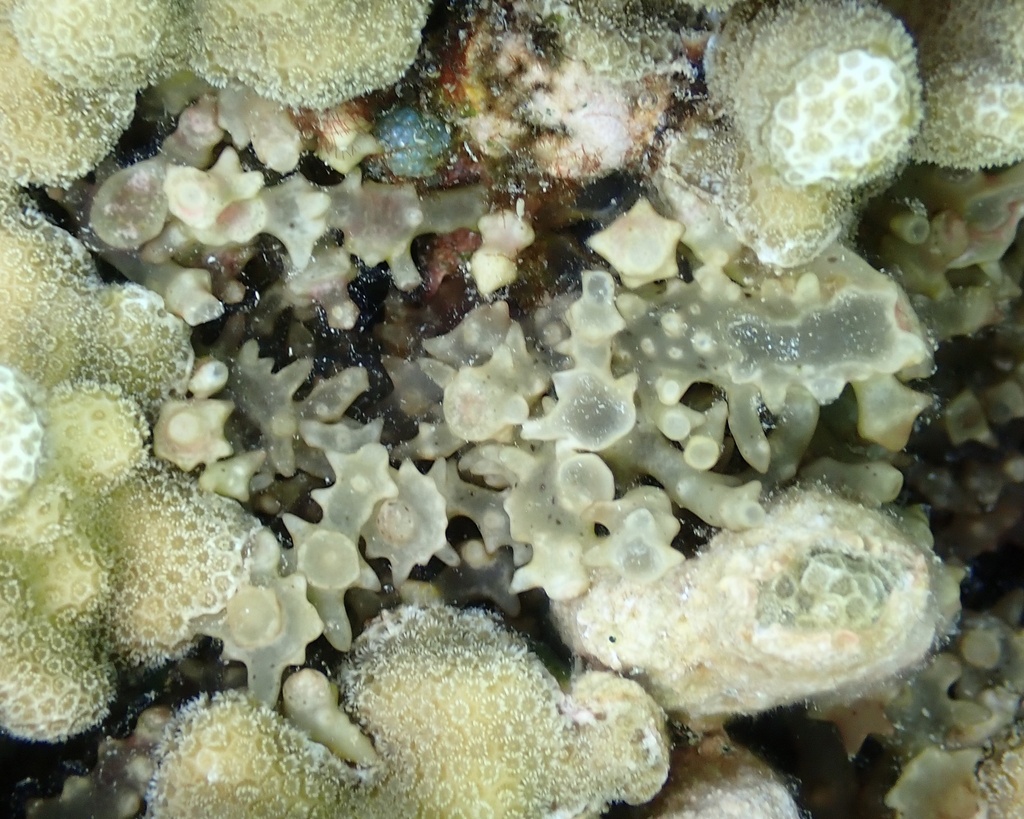 Photo of Spinous Eucheuma (Eucheuma denticulatum)