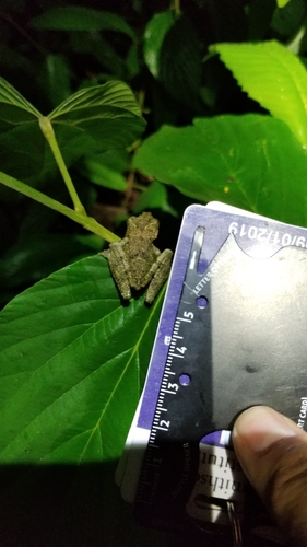 Scinax boulengeri