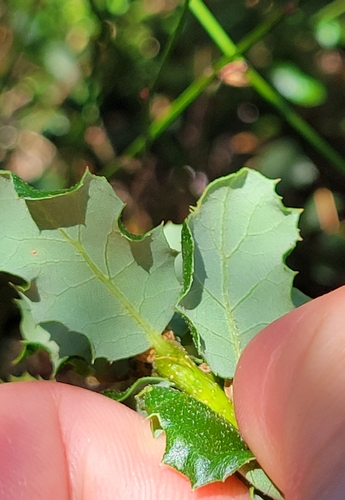 Quercus berberidifolia × durata