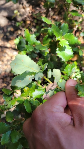 Quercus berberidifolia × durata