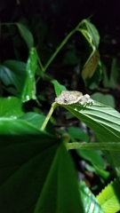 Scinax boulengeri