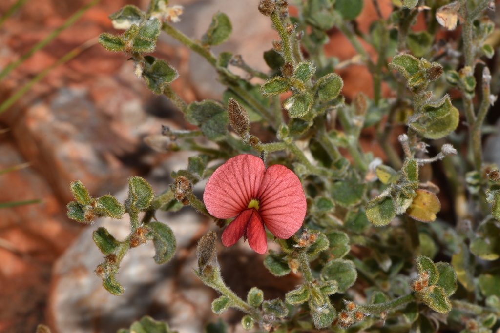 Isotropis centralis