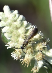 Myzinum quinquecinctum