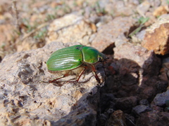 Chrysina