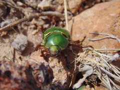 Chrysina