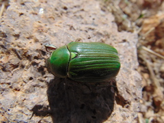 Chrysina