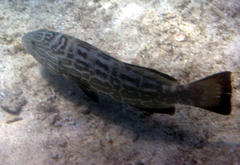 Mycteroperca bonaci