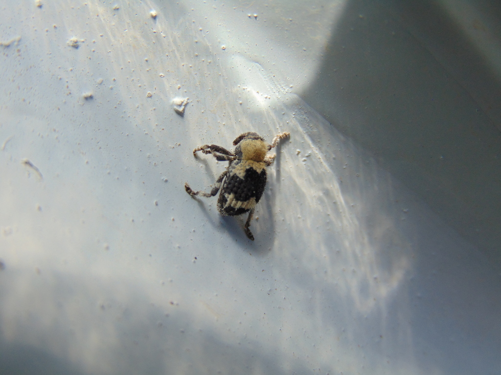 Gerstaeckeria mutillaria
