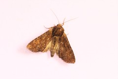 Apamea crenata