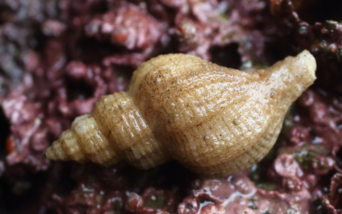 Scabrotrophon maltzani