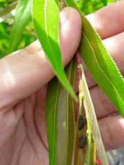 Chrysomela populi