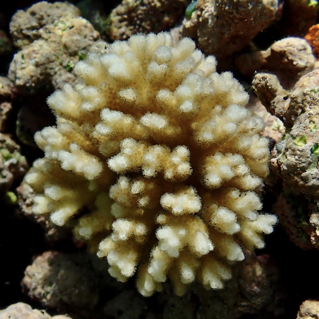 Pocillopora acuta