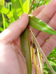 Chrysomela populi